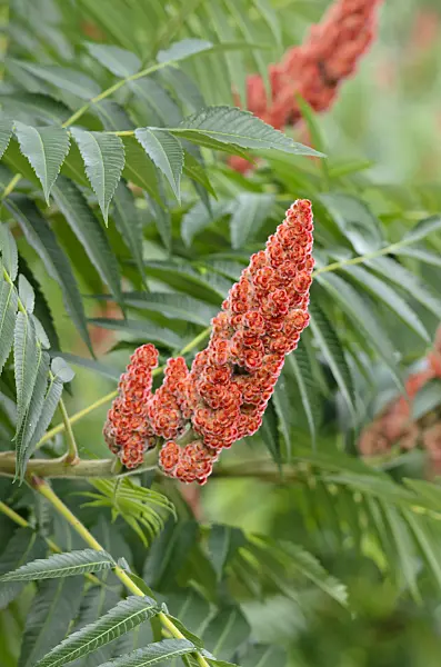 522118 - Stag's horn sumach (Rhus hirta syn. Rhus typhina)