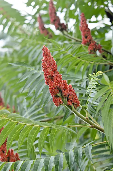 522119 - Stag's horn sumach (Rhus hirta syn. Rhus typhina)