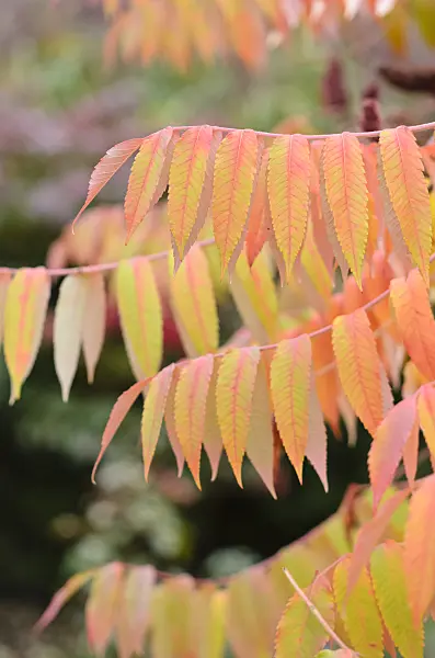 525082 - Stag's horn sumach (Rhus hirta syn. Rhus typhina)