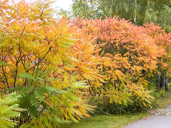 525188 - Stag's horn sumach (Rhus hirta syn. Rhus typhina)