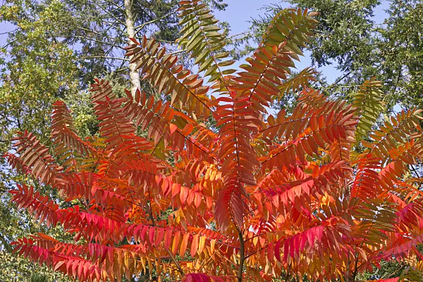 573124 - Stag's horn sumach (Rhus hirta syn. Rhus typhina)