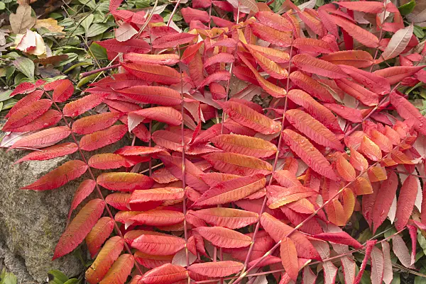 576012 - Stag's horn sumach (Rhus hirta syn. Rhus typhina)