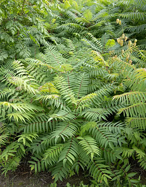 607189 - Stag's horn sumach (Rhus hirta syn. Rhus typhina)