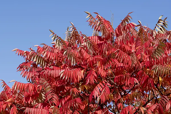 616316 - Stag's horn sumach (Rhus hirta syn. Rhus typhina)