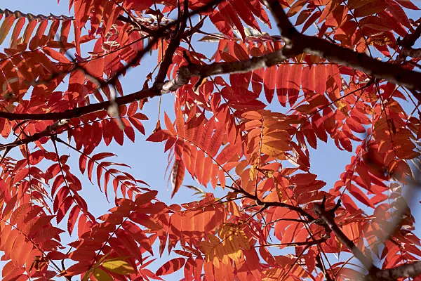 616317 - Stag's horn sumach (Rhus hirta syn. Rhus typhina)
