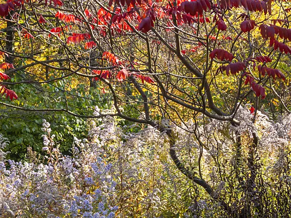 406040 - Stag's horn sumach (Rhus hirta syn. Rhus typhina) and Canada goldenrod (Solidago canadensis var. scabra)