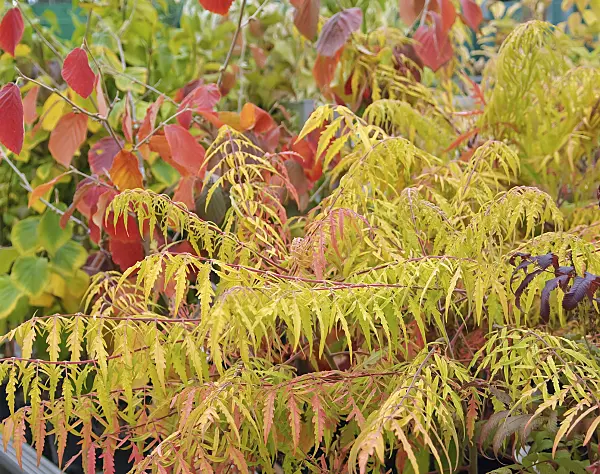 502408 - Stag's horn sumach (Rhus hirta 'Tiger Eyes' syn. Rhus typhina 'Tiger Eyes')