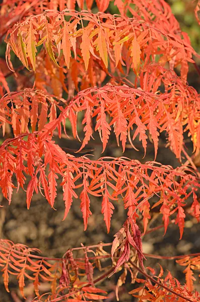 537021 - Stag's horn sumach (Rhus hirta 'Tiger Eyes' syn. Rhus typhina 'Tiger Eyes')