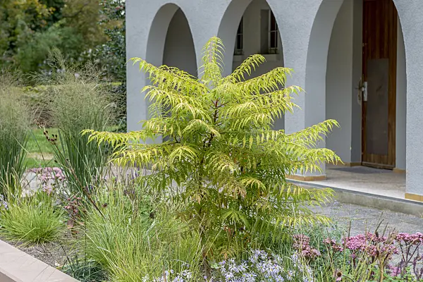 575317 - Stag's horn sumach (Rhus hirta 'Tiger Eyes' syn. Rhus typhina 'Tiger Eyes')