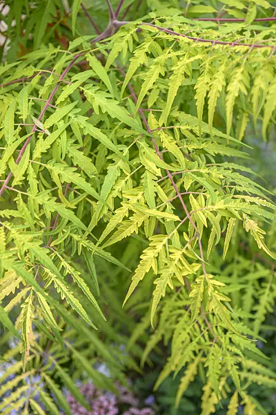 575318 - Stag's horn sumach (Rhus hirta 'Tiger Eyes' syn. Rhus typhina 'Tiger Eyes')