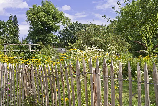 573021 - Stake fence at a perennial garden