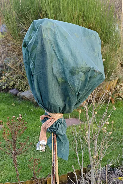 467059 - Standard rose with winter protection