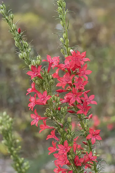 638135 - Standing cypress (Ipomopsis rubra)