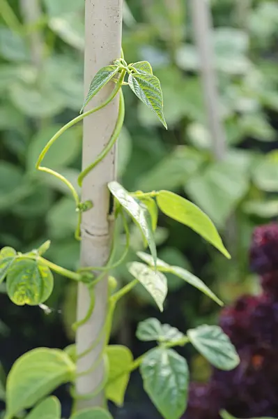 473225 - Stangenbohne (Phaseolus vulgaris var. vulgaris)