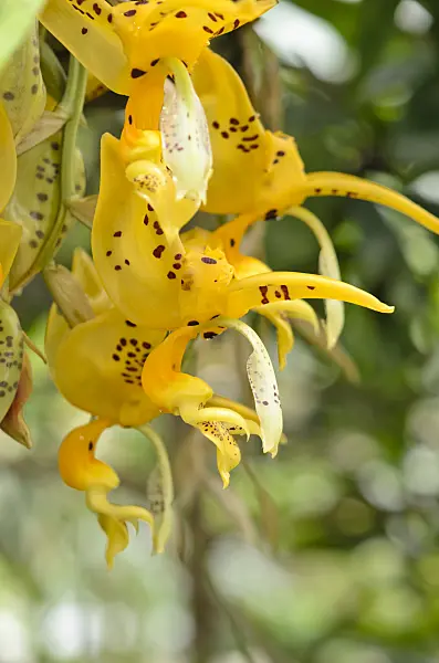 535196 - Stanhopea jenishiana