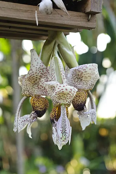 470127 - Stanhopea napoensis