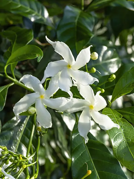 434091 - Star jasmine (Trachelospermum jasminoides)