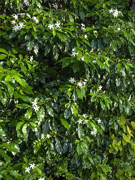 434092 - Star jasmine (Trachelospermum jasminoides)