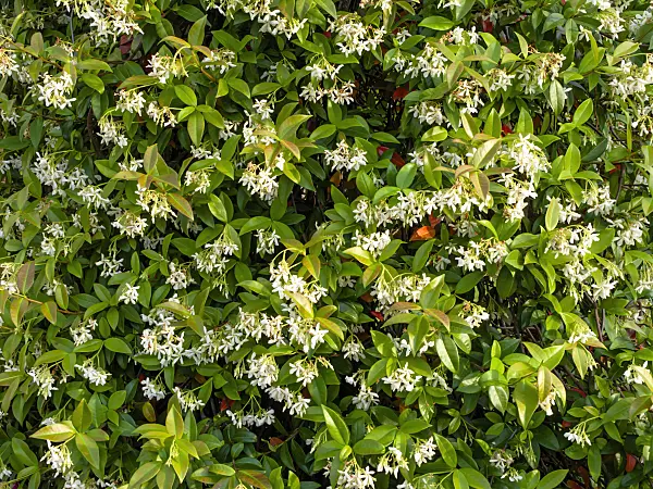 462057 - Star jasmine (Trachelospermum jasminoides)