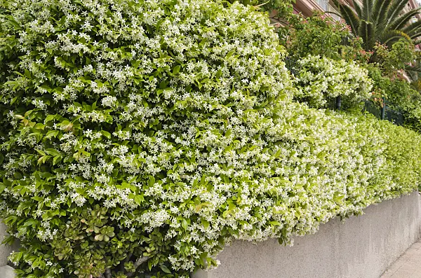 533021 - Star jasmine (Trachelospermum jasminoides)