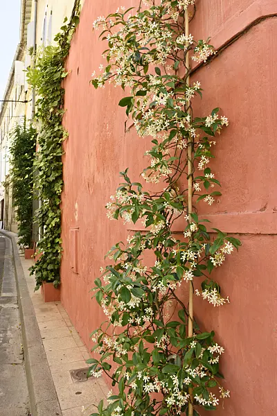 557227 - Star jasmine (Trachelospermum jasminoides)