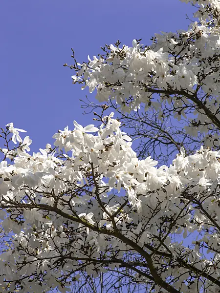 436242 - Star magnolia (Magnolia stellata)