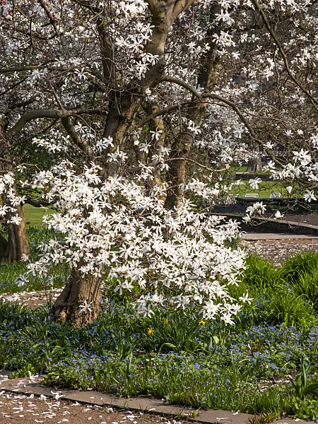447048 - Star magnolia (Magnolia stellata)