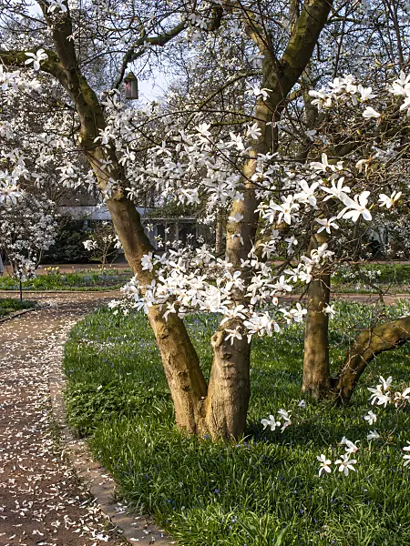 447049 - Star magnolia (Magnolia stellata)