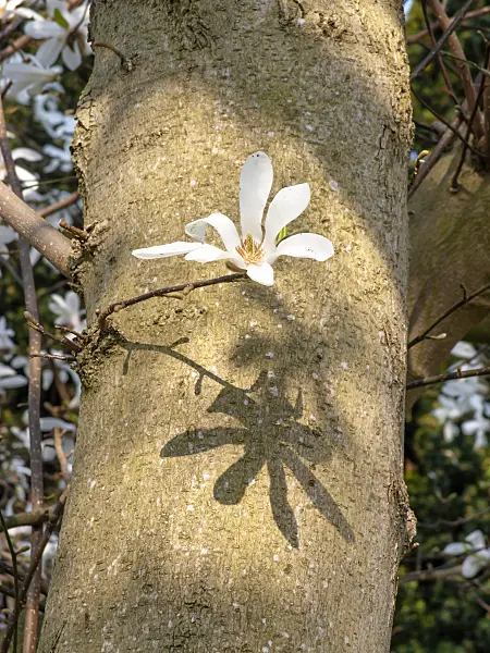 447057 - Star magnolia (Magnolia stellata)