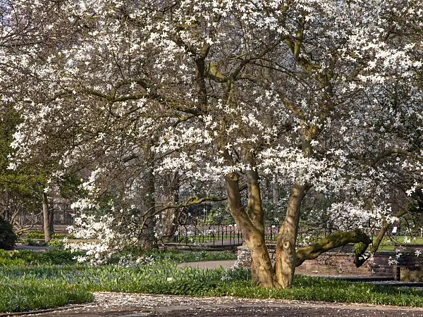 447058 - Star magnolia (Magnolia stellata)