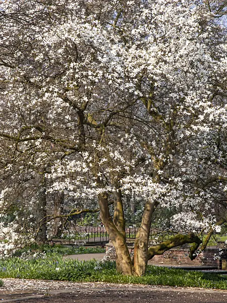 447059 - Star magnolia (Magnolia stellata)