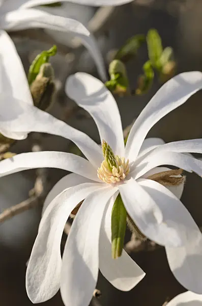 519138 - Star magnolia (Magnolia stellata)