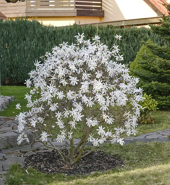 558154 - Star magnolia (Magnolia stellata)