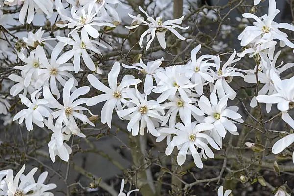 558155 - Star magnolia (Magnolia stellata)
