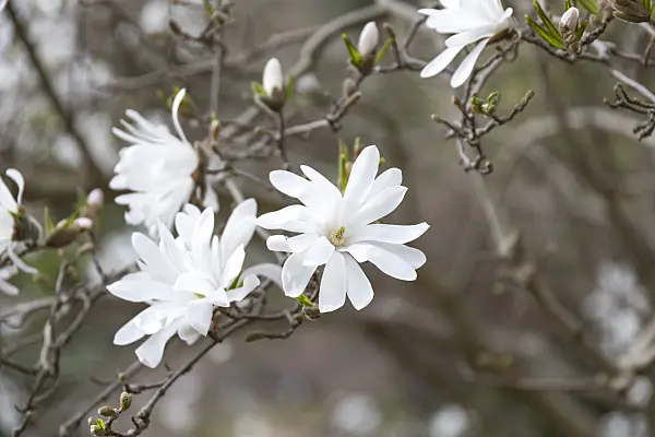 625260 - Star magnolia (Magnolia stellata)