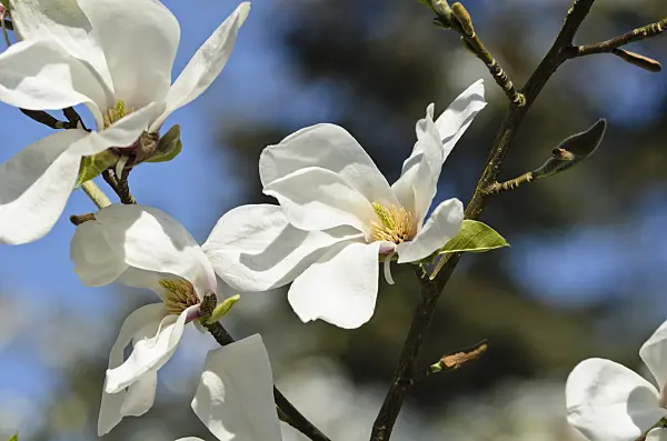 495184 - Star magnolia (Magnolia stellata 'Rosea')