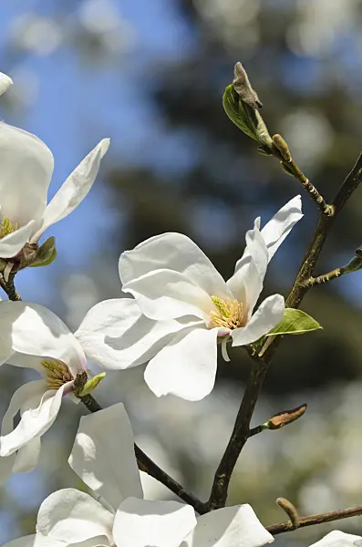 495185 - Star magnolia (Magnolia stellata 'Rosea')