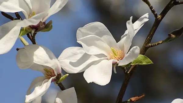 495283 - Star magnolia (Magnolia stellata 'Rosea')