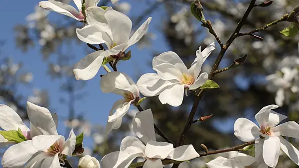 495284 - Star magnolia (Magnolia stellata 'Rosea')