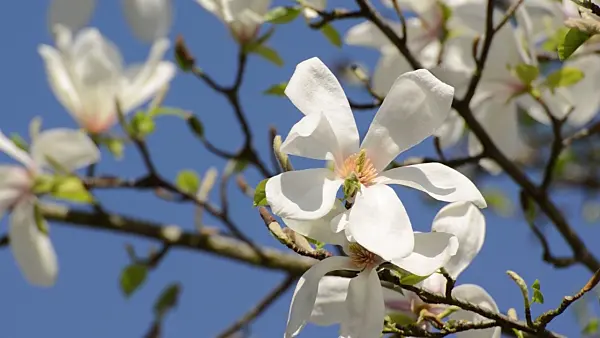 495285 - Star magnolia (Magnolia stellata 'Rosea')