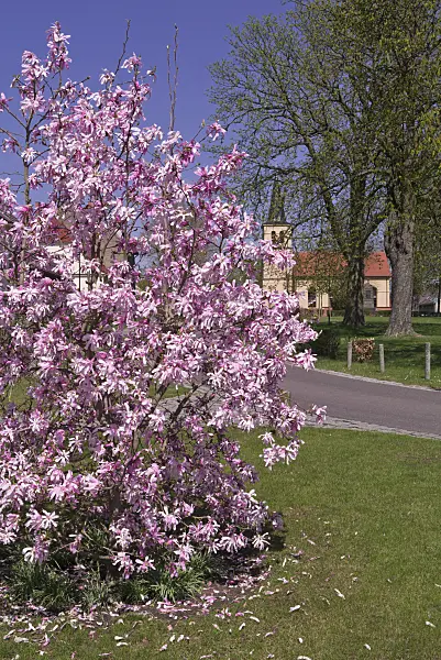601030 - Star magnolia (Magnolia stellata 'Rosea')