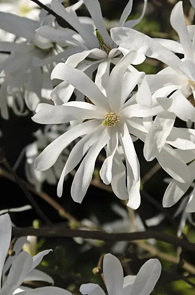 495191 - Star magnolia (Magnolia stellata 'Royal Star')