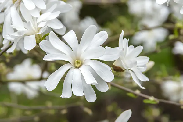 625257 - Star magnolia (Magnolia stellata 'Royal Star')