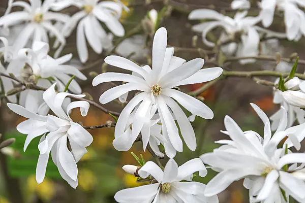 625258 - Star magnolia (Magnolia stellata 'Waterlily')