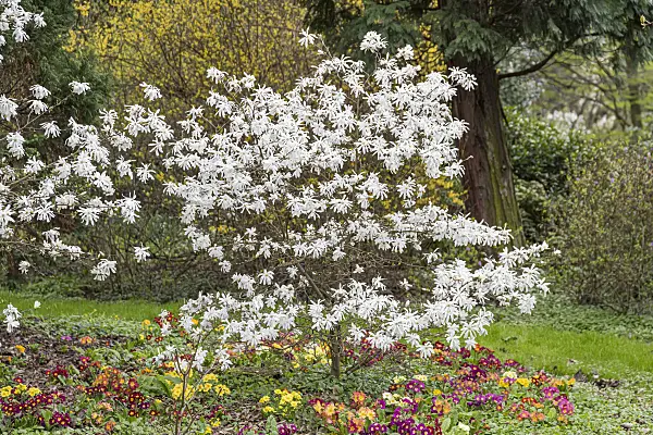 625259 - Star magnolia (Magnolia stellata 'Waterlily')