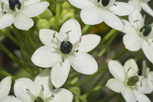 595032 - Star-of-Bethlehem (Ornithogalum sandersonii)