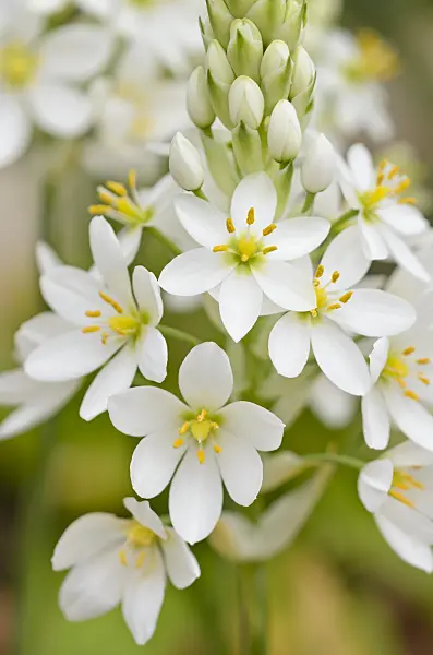 533330 - Star-of-Bethlehem (Ornithogalum thyrsoides)