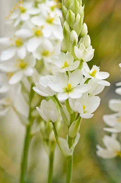 533331 - Star-of-Bethlehem (Ornithogalum thyrsoides)