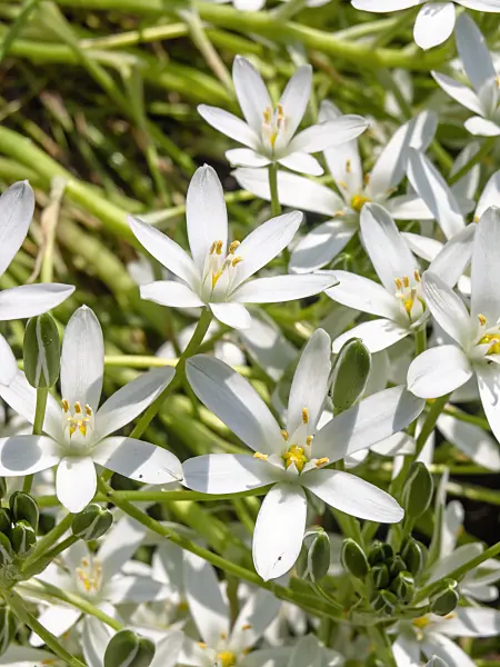 437242 - Star-of-Bethlehem (Ornithogalum umbellatum)