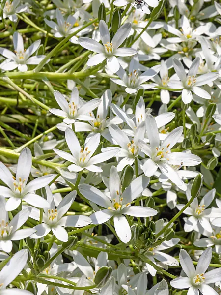 437243 - Star-of-Bethlehem (Ornithogalum umbellatum)